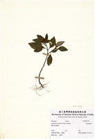 藏品(白花蛇根草)的圖片